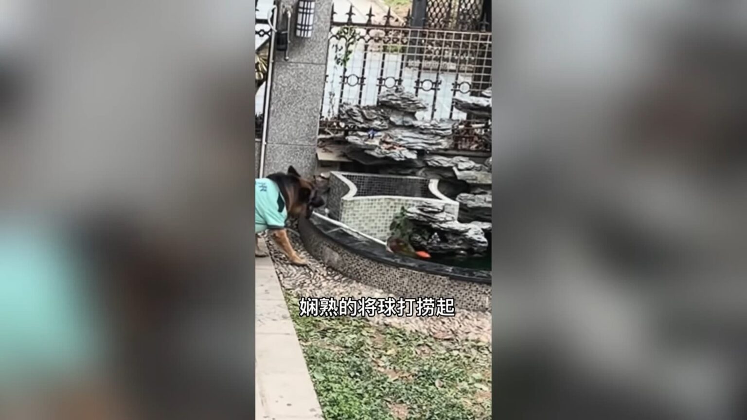 Cachorro salva crianca de se afogar