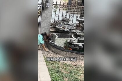 Cachorro salva crianca de se afogar