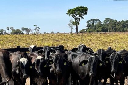 Governo de mt entrega novilhas prenhas de raca leiteira para agricultura familiar