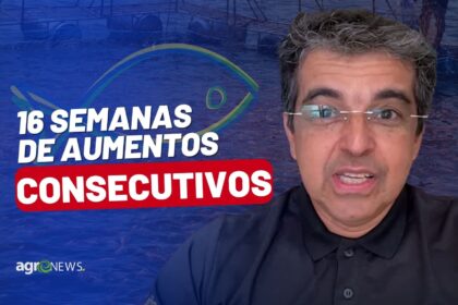 Mercado do peixe 26 de novembro 2022 16 semanas de aumentos consecutivos