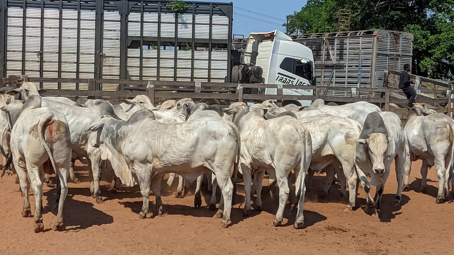 mercado do boi