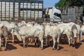 mercado do boi