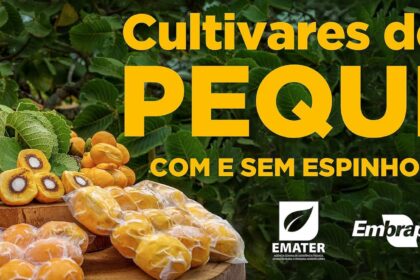 Pequi sem espinhos embrapa agronews