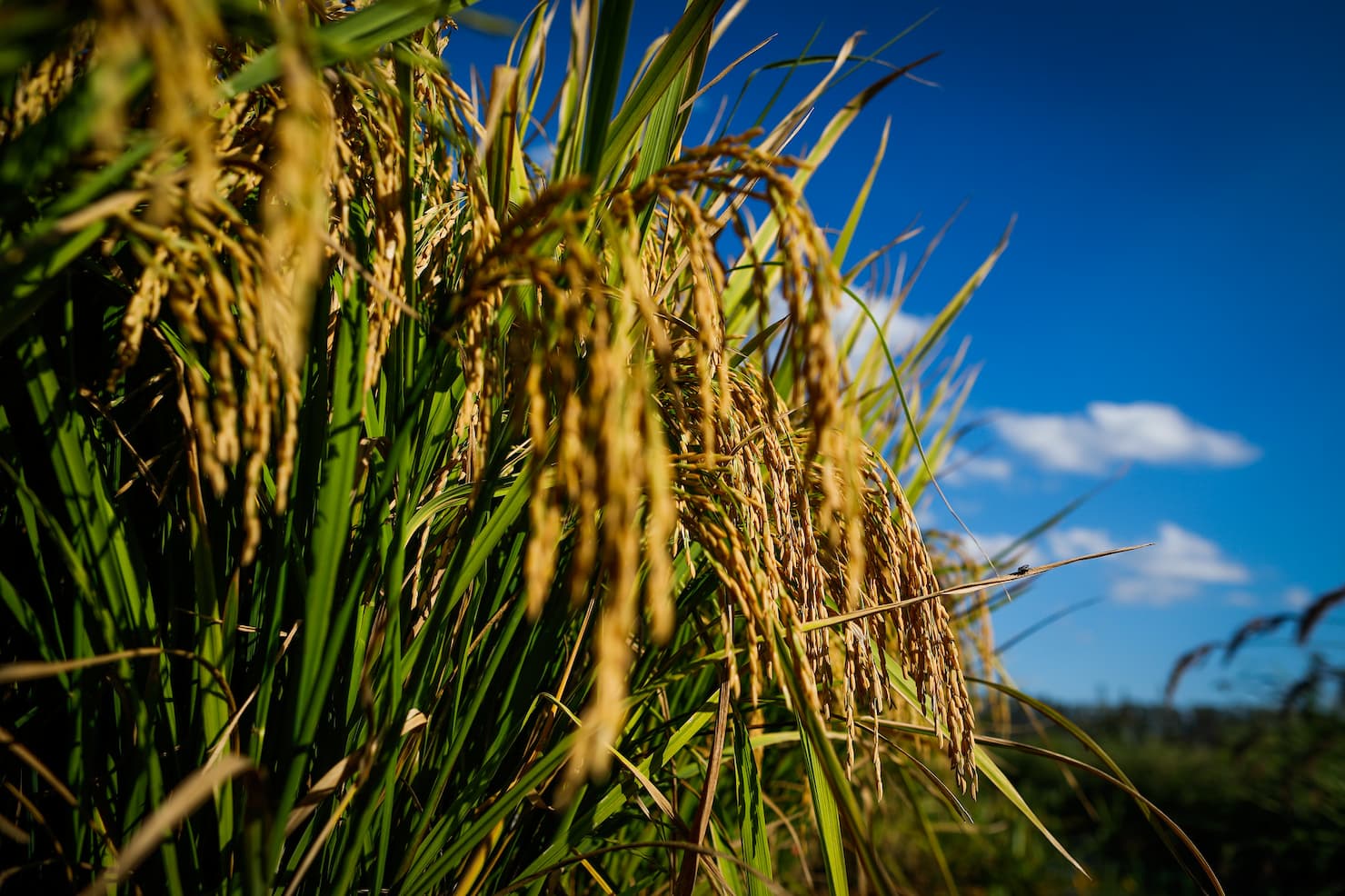 mercado do arroz