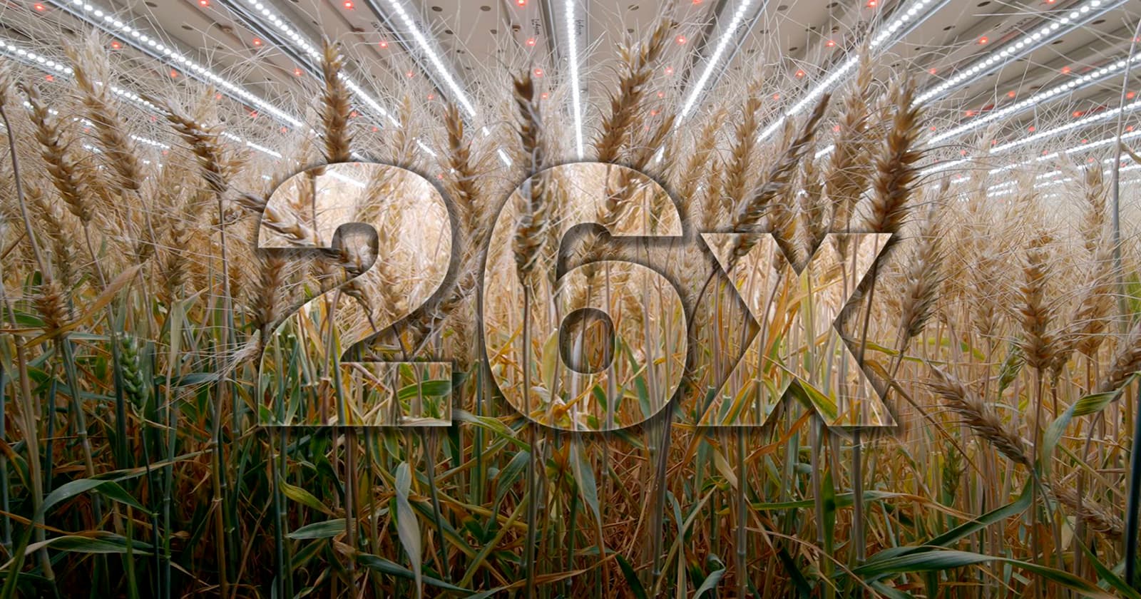 Tecnologia aumenta 26 vezes produção de trigo em fazendas verticais