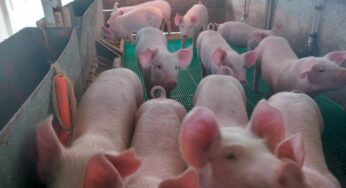 Suíno: exportação de carne suína atinge cifras históricas, confira!