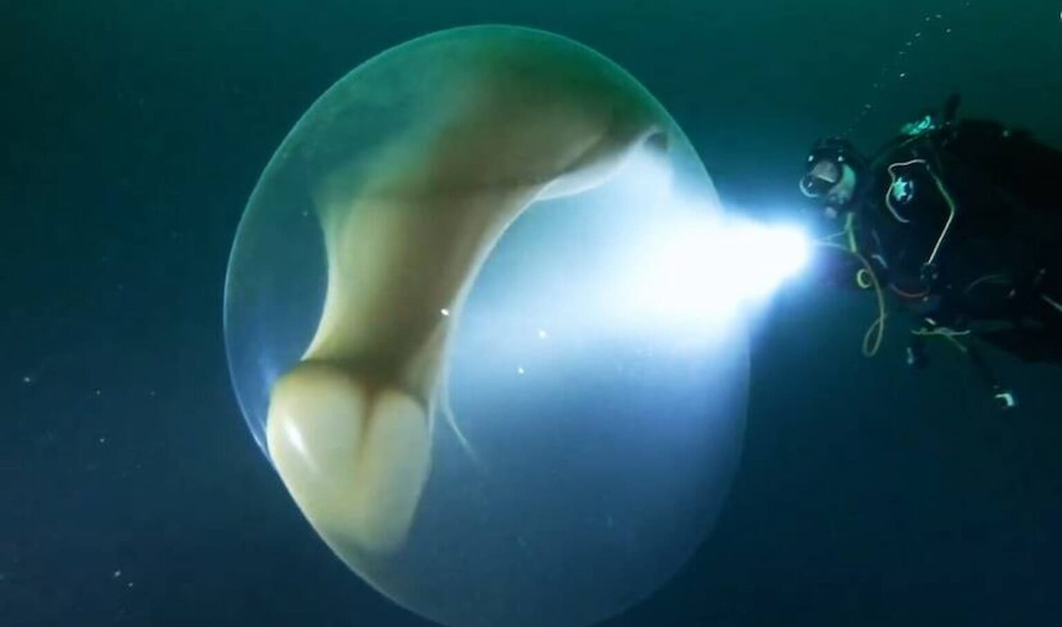 Misteriosa esfera gelatinosa aparece no mar da noruega 01