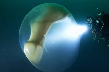 Misteriosa esfera gelatinosa aparece no mar da noruega 01