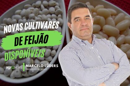 Novas cultivares de feijao com maior produtividade chegam ao mercado