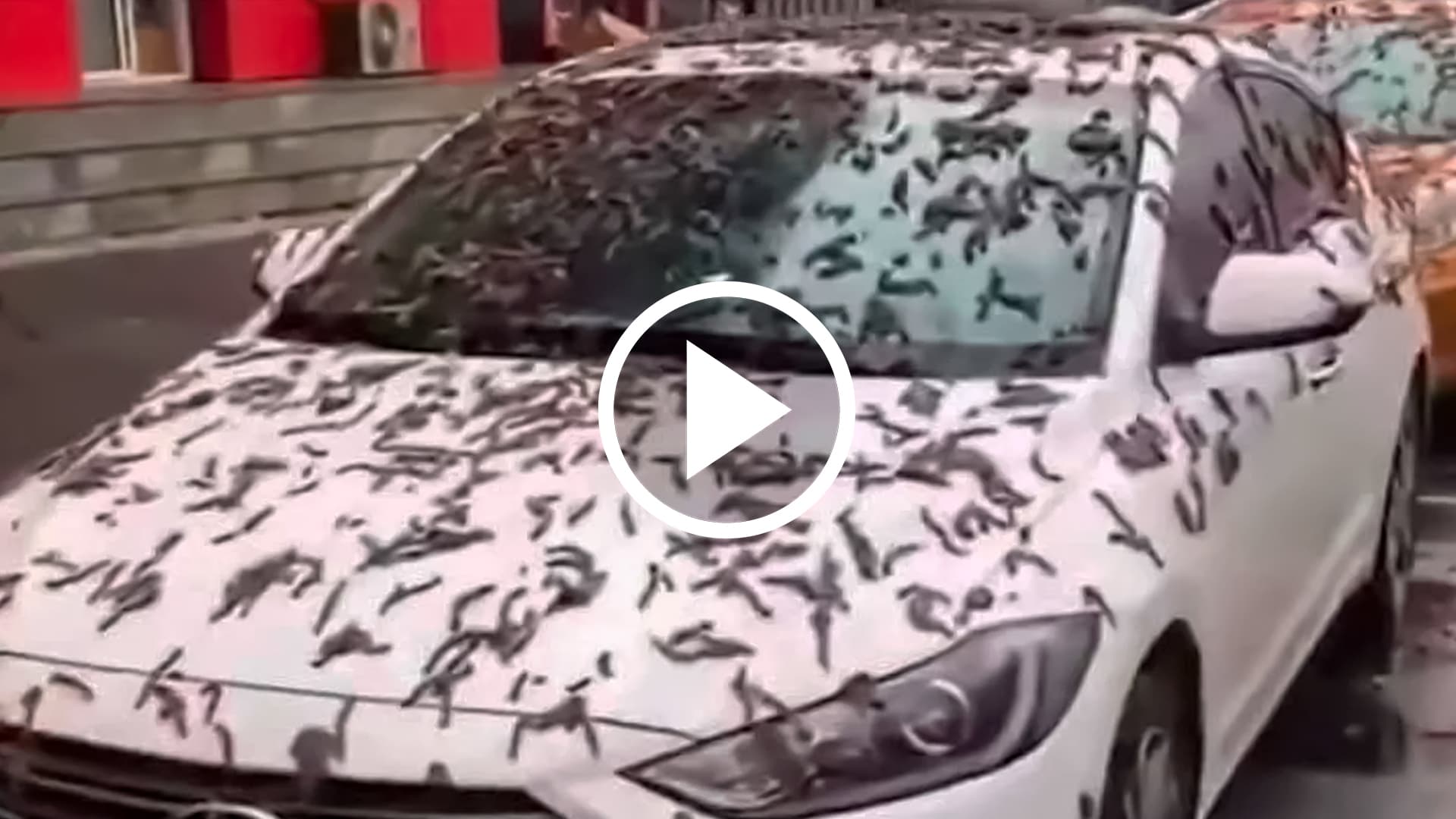 Desvendando o mistério da chuva de vermes na China
