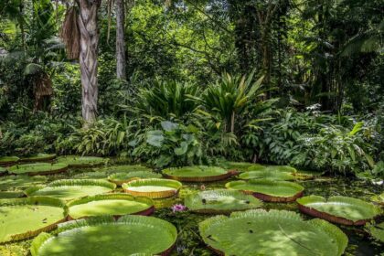 Floresta amazonica