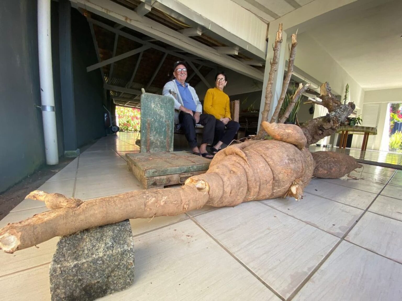 Mandioca gigante 2