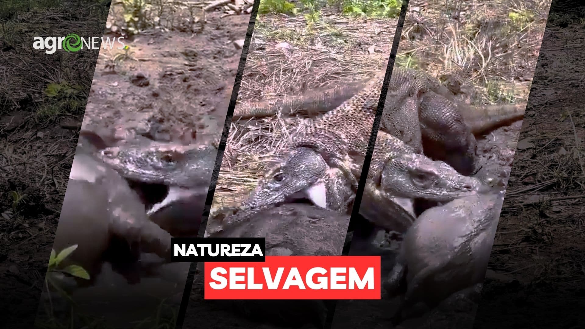 Vídeo inédito mostra Dragão de Komodo atacando Javali