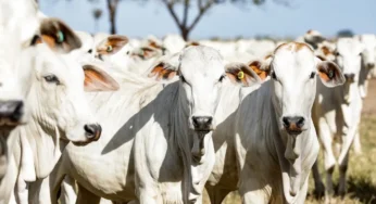 Boi: preços das carnes caem, confira!