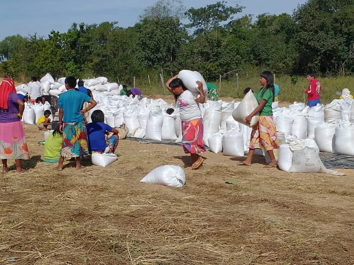 Colheita de arroz indigena.jpg