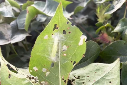 Foto lucia pupa de chrysodeixis 2.jpg