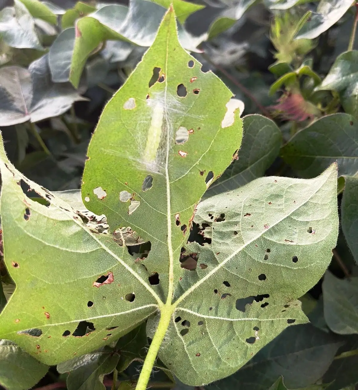 Foto lucia pupa de chrysodeixis 2.jpg