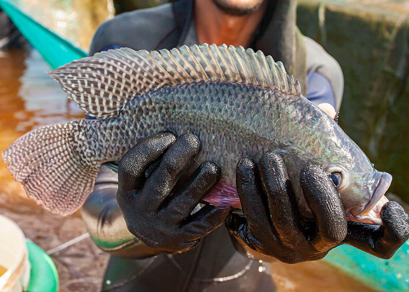 Tilapia piscicultura