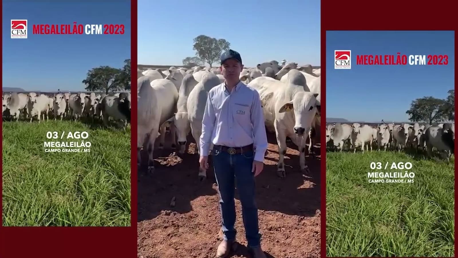 Vem aí! Megaleilão Nelore CFM com 500 reprodutores de alto padrão genético