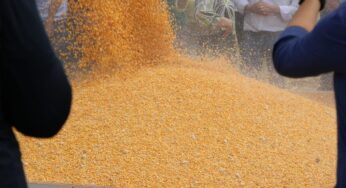 Safra de milho 2024/25 em Mato Grosso cresce com força e projeta produção recorde