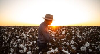 Algodão: produtores de Mato Grosso aproveitam janelas favoráveis e mantêm ritmo de comercialização