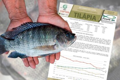 Confira a analise mensal do mercado de tilapia e de insumos agronews