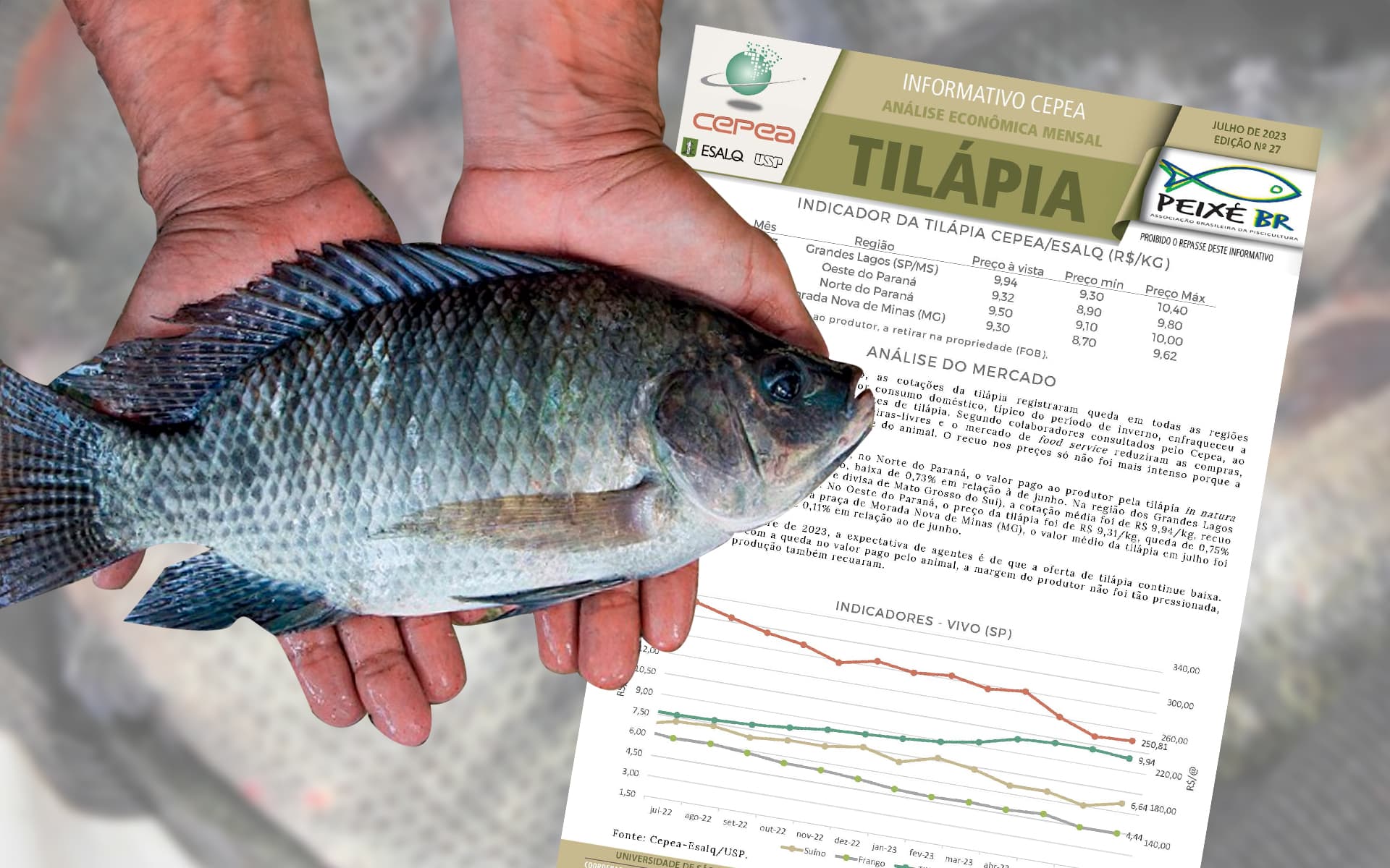 CEPEA: Confira a análise mensal do mercado de tilápia e de insumos