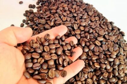 Manejo integrado de pragas e doenças dos cafés conilon e robusta