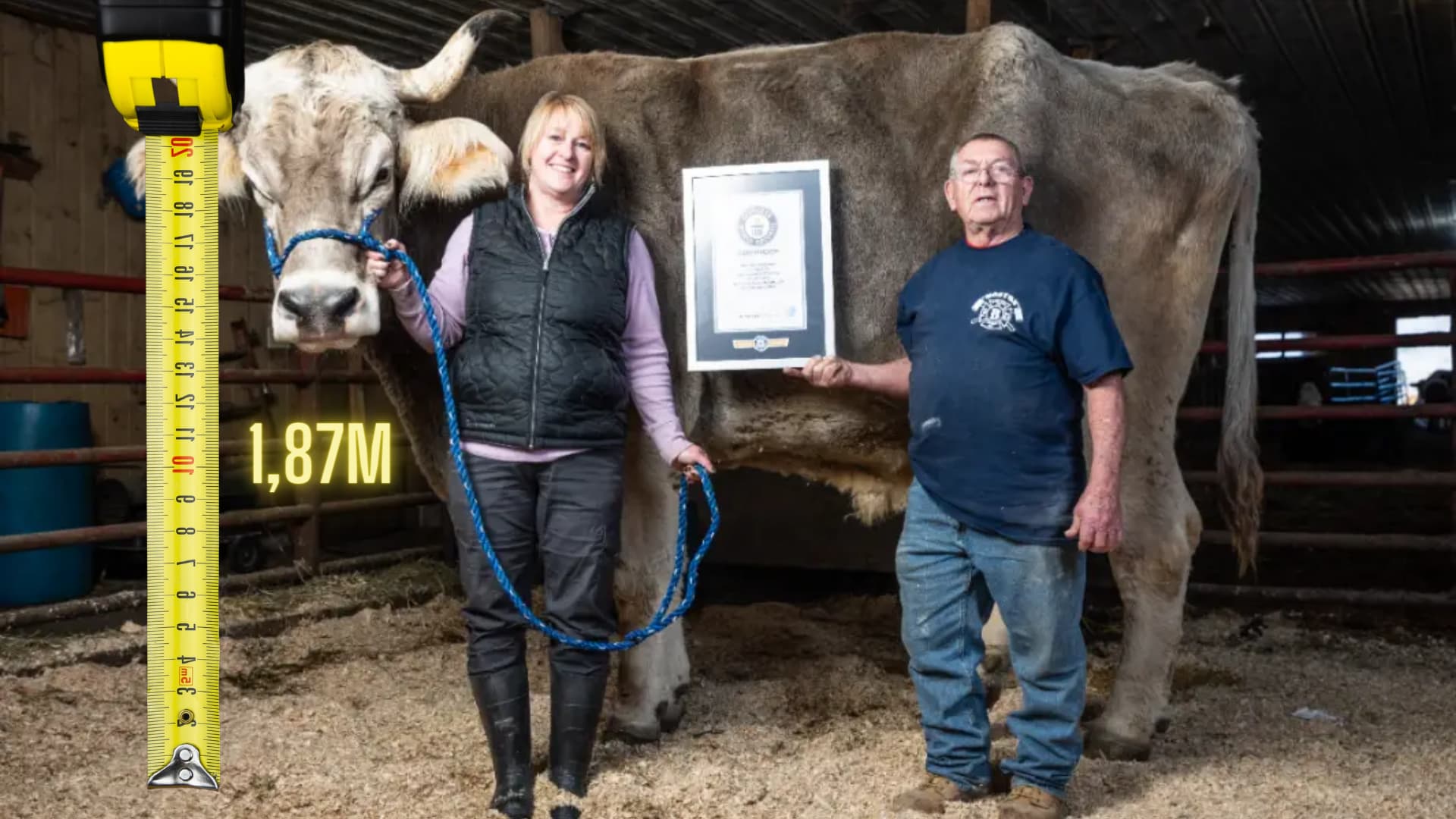 Bovino gigante ganha título de mais alto do mundo