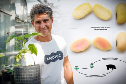 Startup desenvolve soja mutante com dna de porco agronews