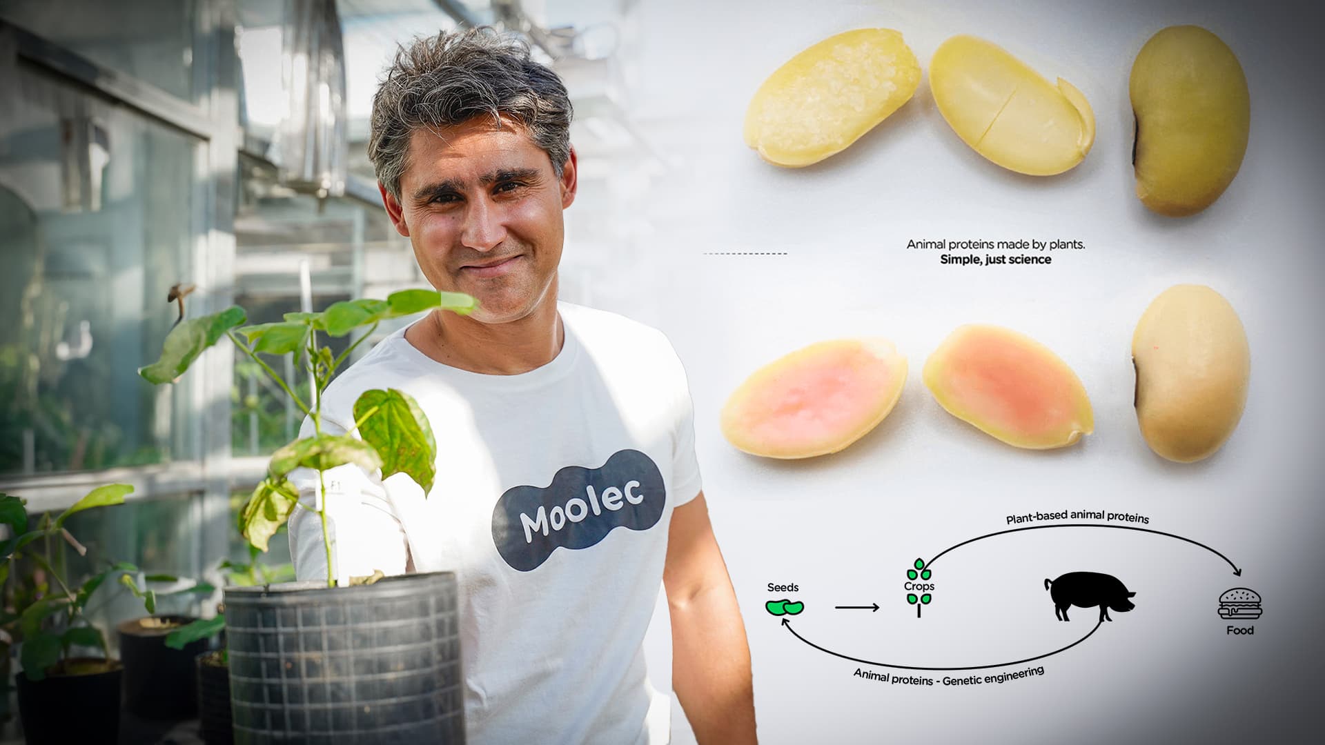Startup desenvolve soja “mutante” com DNA de porco