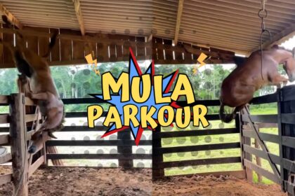 A mula parkour agronews