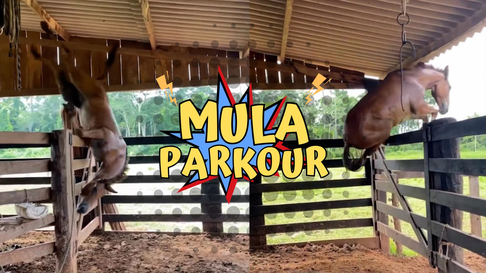 A mula parkour e a fuga épica que abalou as redes sociais