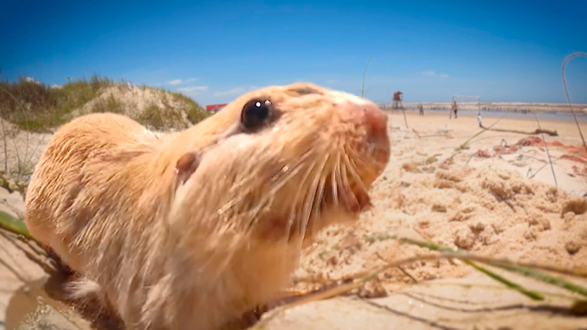 Tuco-tuco: Animal raro com pelos dourados é filmado no litoral do RS