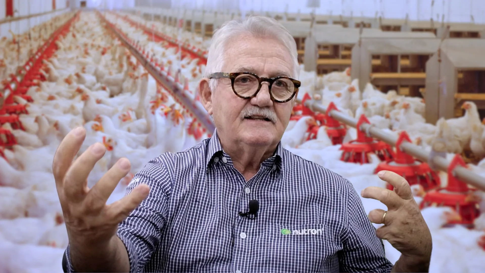 Avicultura NUNCA utilizou hormônio na produção, afirma especialista