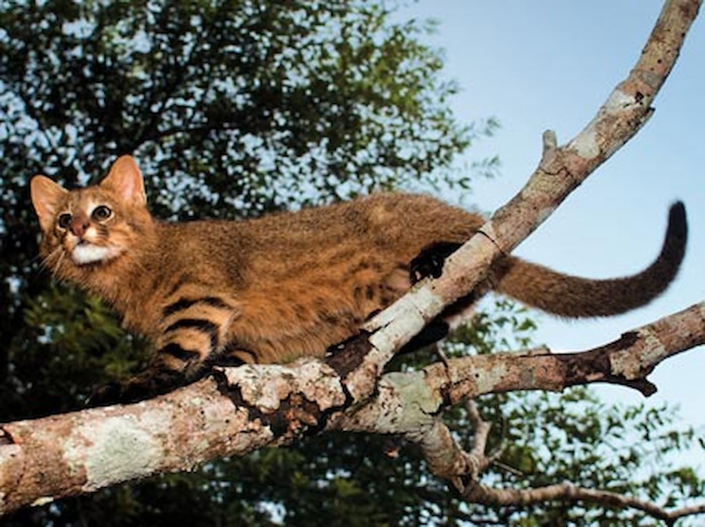 gato palheiro