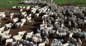 Pecuária em transformação: preço do boi em Mato Grosso supera São Paulo