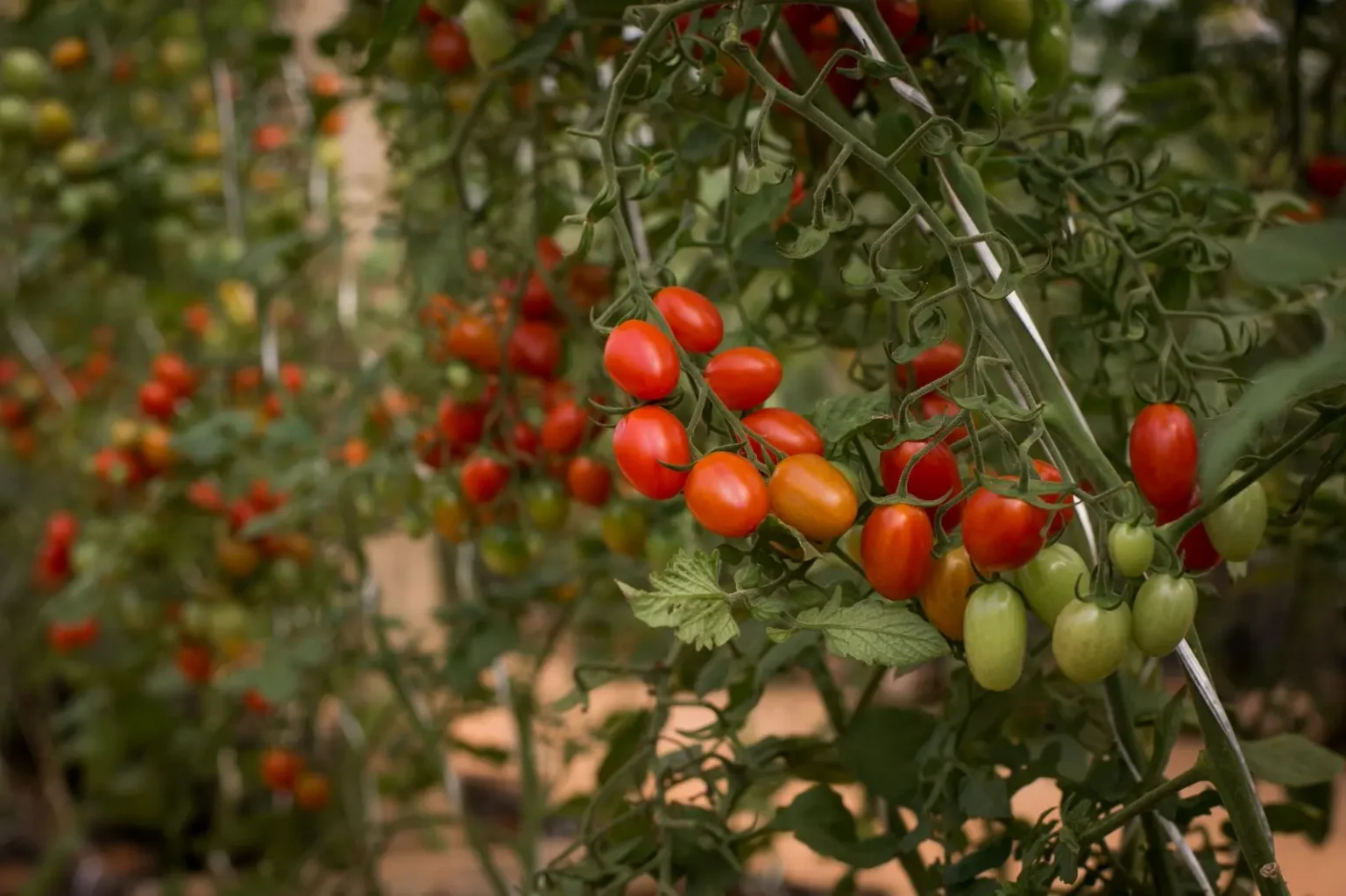 Hortinov Biotrop e Sakata Lançam 1º Dia de Campo com Tecnologias Biológicas e Hortaliças Inovadoras