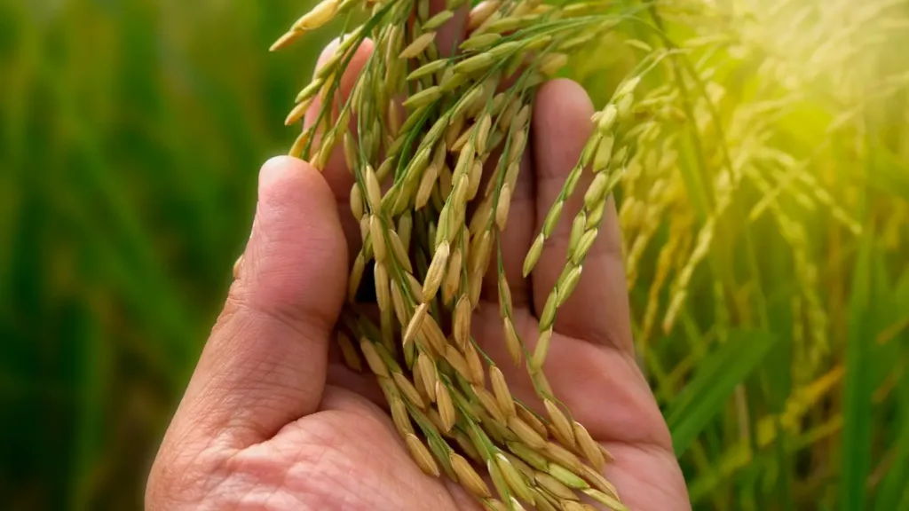 mercado do arroz