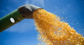 Produção global de milho cresce para a safra 2025/26, mas estoques caem e preços recuam nas bolsas
