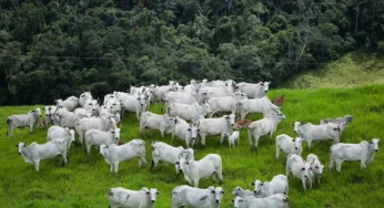 Preço da vaca gorda subiu, mas pressão de mercado sinaliza recuo nas próximas semanas