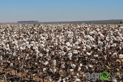 algodão mato grosso