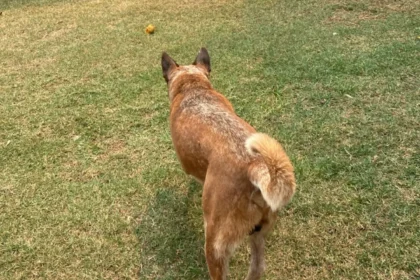 Red heller cão boiadeiro