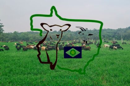 Evento Em Tapurah Impulsiona A Ovinocultura Em Mato Grosso (1)