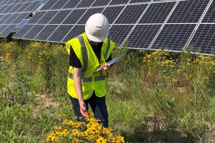 Agrivoltaicos: Pesquisa releva que fazenda solares potencializam repovoamento de abelhas