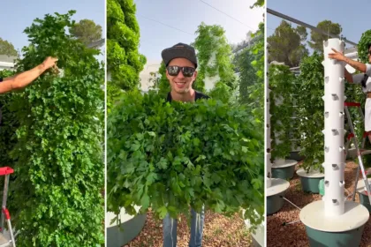 Como cultivar salsa em método aeropônico? 52 maços em apenas uma torre